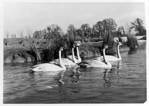 00002 Prints: Canadian Trumpter swans presented to the Queenat the Severn WildFowl Trust, Sunbridge