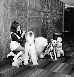 Canine stars of the Film and Television. Gloria North from Datchet, Bucks