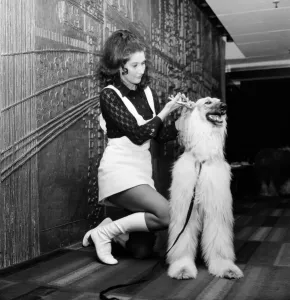 00032 Prints: Canine stars of the Film and Television. Gloria North from Datchet