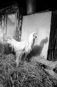 Captain Ellis Duckworth is 77 years old - he won his first poultry show prize in 1897