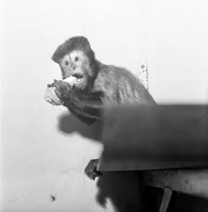 Images Dated 7th February 1975: A Capucine Monkey seen here eating an icecream cone. February 1975 75-0735-001