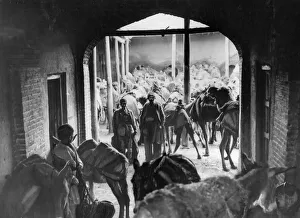 Donkeys Prints: Caravanserai in Hamadan, capital city of Hamadan Province of Iran. Circa 1926