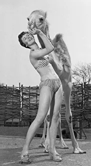 One Woman Only Prints: Carol Fisher from Clapham, London seen here with a young camel calf at Chessington Zoo