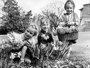 Daffodils Prints: Carol, Ken and Kathleen Atess, aged four, eight and six, three children from Dr