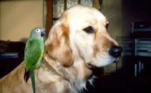 Budgie Prints: Carrie the Budgie and Mr Magoo the Golden Retriever February 1990