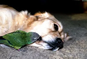 Budgie Prints: Carrie the Budgie and Mr Magoo the Golden Retriever get some rest February 1990