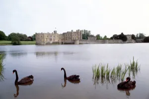 Castle Prints: Castles - Leeds Castle Kent -June 1978 Moat Sundial Black Swans River