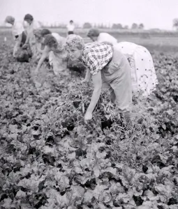 00172 Prints: These casual workers are weeding a field of be e at the Agricultural Experimental Station