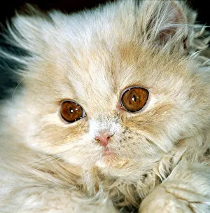 Kittens Prints: Cat with big eyes kitten Persian cat cute animal brown eyes