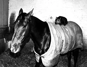 00149 Prints: Cat called Josser sitting on back of horse racehorse Ocean King in stable circa