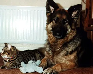Cat and dog next to radiator beside blue soft toys tabby Cleo German Shepherd Star