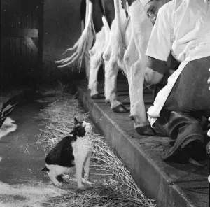 This cat enjoys direct milk supply from a cow