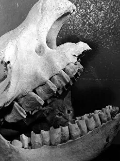 Skeleton Collection: Cat kitten called Ten sing sitting in skull of rhino Belle Vue Zoo Manchester