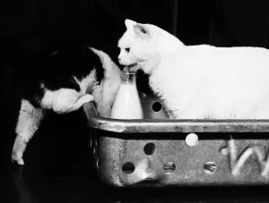 Cat licking milk from bottle Champion Noend White Brumas prize winning Manx cat owned by