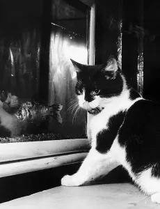 00150 Prints: cat looking at gold fish swimming in aquarium one of the three pictures by Daily Record
