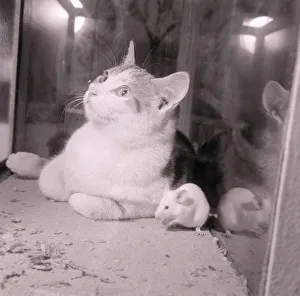 Cat and mouse seen here at the National Bird Show August 1958 A©Mirrorpix