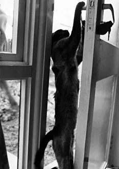 Cat opening door Susa cat belonging to Carole Moffat Eastfield Lea Northumberland