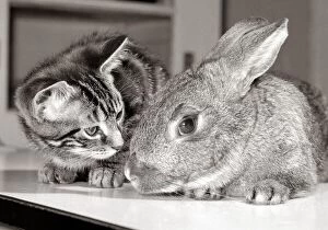 Images Dated 12th May 1976: A cat and a rabbit together at the RSPCA animal welfare centre in Southall Middlesex May