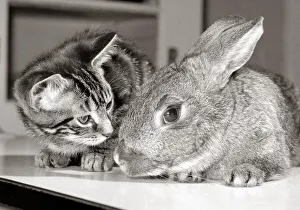 Rabbits Prints: A cat and a rabbit together at the RSPCA animal welfare centre in Southall Middlesex May