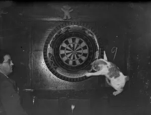 Cat at Russell Arms Plymouth extracts darts from board with his paw