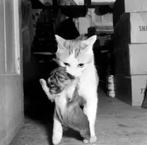 Cat who is fostering abandoned puppies. 1959