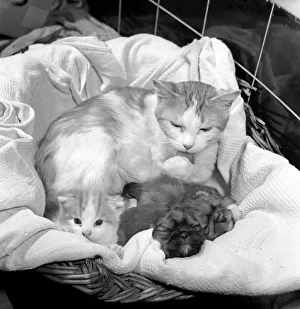 Cat who is fostering abandoned puppies. 1959