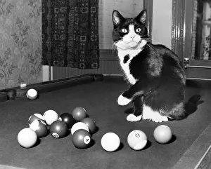 Pool Prints: It was a catastrophe when pet moggie Hansel jumped on a pub pool table during a tense