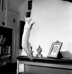 Cats: When it comes to getting off the ground then five-months old Bianco