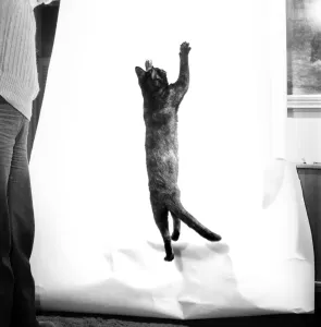 Cats: When it comes to getting off the ground then five-months old Bianco
