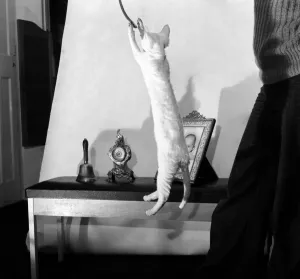 Cats: When it comes to getting off the ground then five-months old Bianco