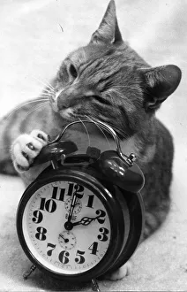 00172 Prints: Cats - An extra hours cat nap for Oliver as British Summertime ends