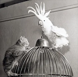 A cats first encounter with a cockatoo at Belle Vue Zoo in Manchester