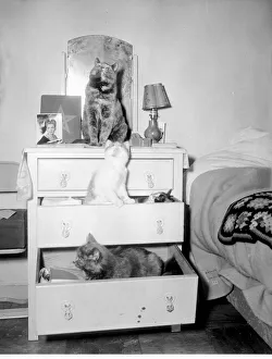 Bedroom Prints: Cats Hotel Cats occupying a chest of draws February 1954 A©Mirrorpix
