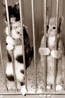 Two cats plead for justice - holding onto bars like a prison cell looking to the outside