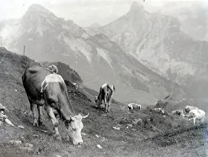 Cattle of the Schynige Platte in Switzerland August 1929 Alf 186