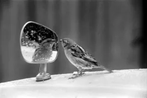 Caught vanily preening, this sparrow had perched itself on a wing mirror of a car in