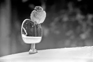 Caught vanily preening, this sparrow had perched itself on a wing mirror of a car in