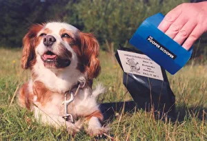 00006 Prints: A Cavalier King Charles Spaniel showing how its done with a pooper scooper