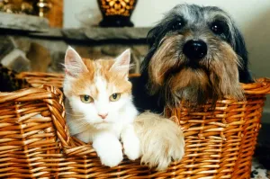 00160 Prints: Celebrity pets feature. Poppy the Dog and Sophie the Cat in a basket. October 1995