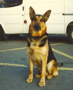 00073 Prints: Chad the police dog enjoying life as a police dog at Jarrow Police Station