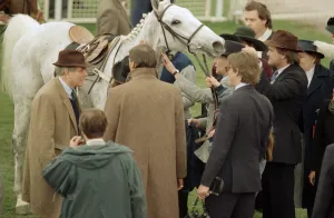 00096 Prints: Champion racehorse Desert Orchid after taking first place in the Gold Cup race