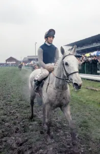 Champion racehorse Desert Orchid after taking first place in the Gold Cup race
