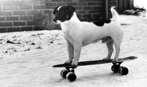 00500 Prints: Chango the skateboarding Jack Russell Terrier on 13th December 1981