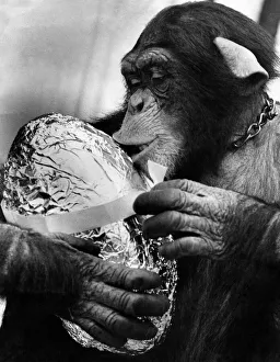 Chimpanzees Prints: Charles the Chimp: Charles the 3 year old Chimp - with his easter egg