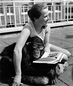 00071 Prints: Charles the seven year old chimpanzee can be excused for taking a very special interest