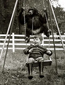 Primates Prints: Charlie the Chimp on swing - November 1969 2 year old David Cawley enjoys a