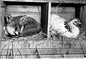 00098 Prints: Charlie the fox is not concerned at all about sharing a hens roosting pen