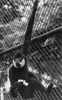 War Rations Prints: This is Charlie'- The Gibbon with his ration of grapes. October 1948 P4163