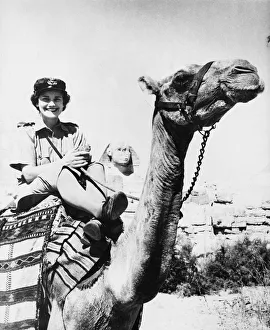 01448 Prints: A charming W. A. A. F on a camel in the vicinity of the famous Sphinx in Egypt