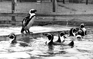 00040 Prints: Cheeky the penguin taking a dip in his owners pool at the Anchor Inn at Gargave